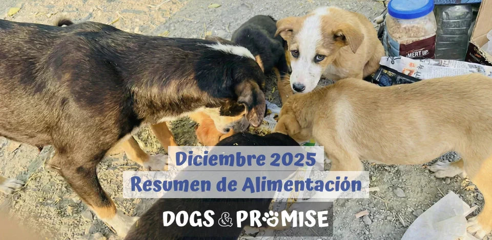 Diciembre 2025: Nuestro Mejor Mes