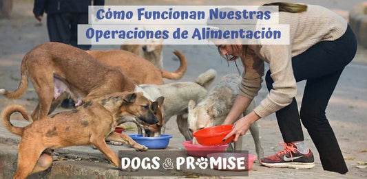 Así Llega la Comida a sus Platos