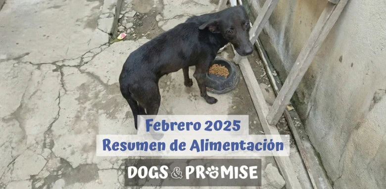 Febrero 2026: Fotos Desde Las Calles