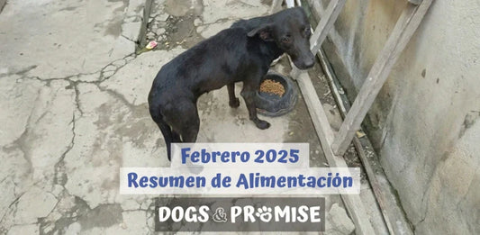 Febrero 2026: Fotos Desde Las Calles