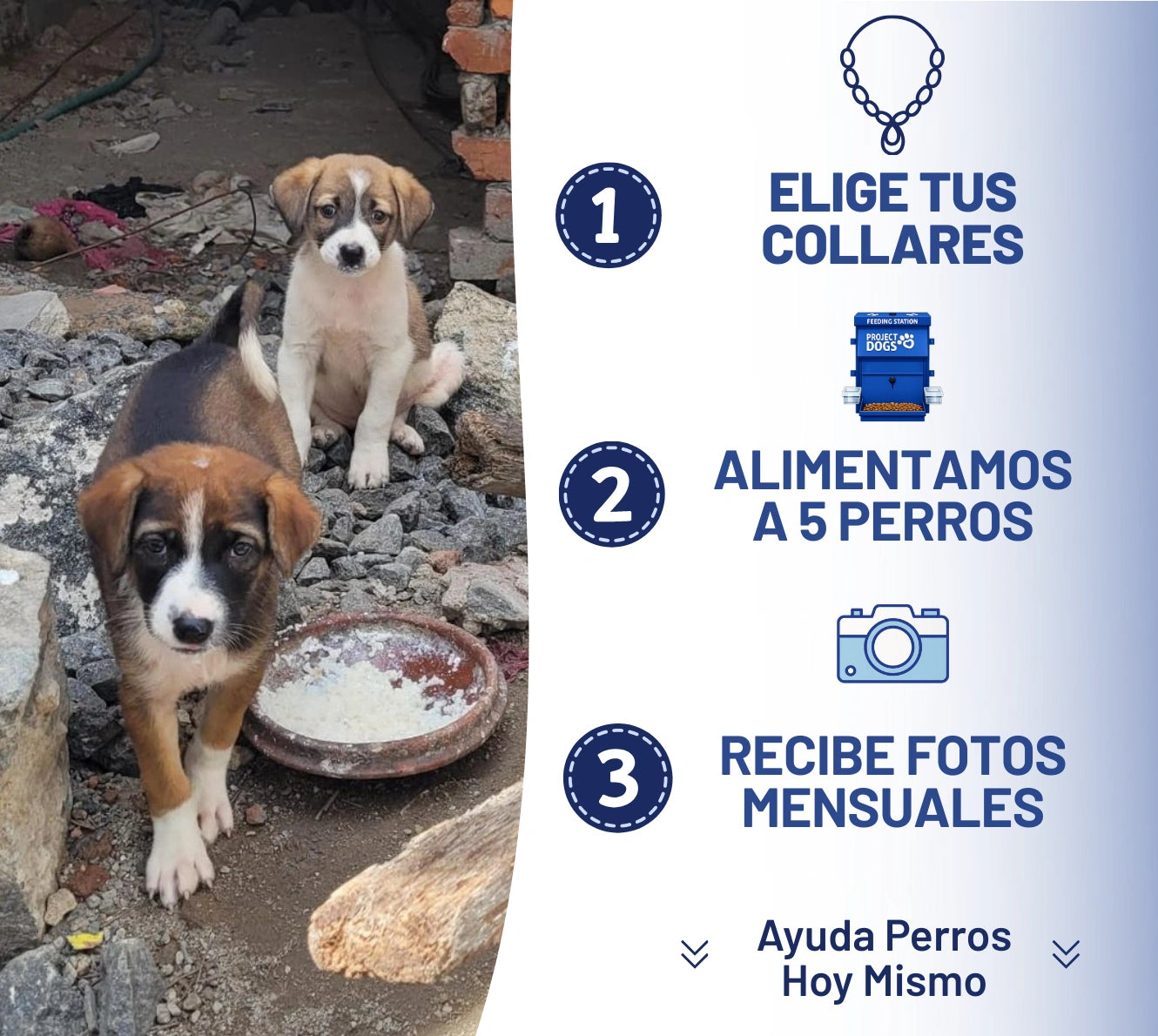 Collar Lealtad Eterna